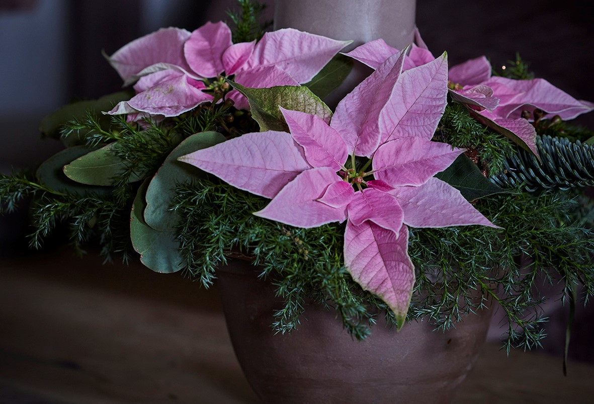 Vaaleanpunainen prinsettia on joulutähteä pienempikukkainen.