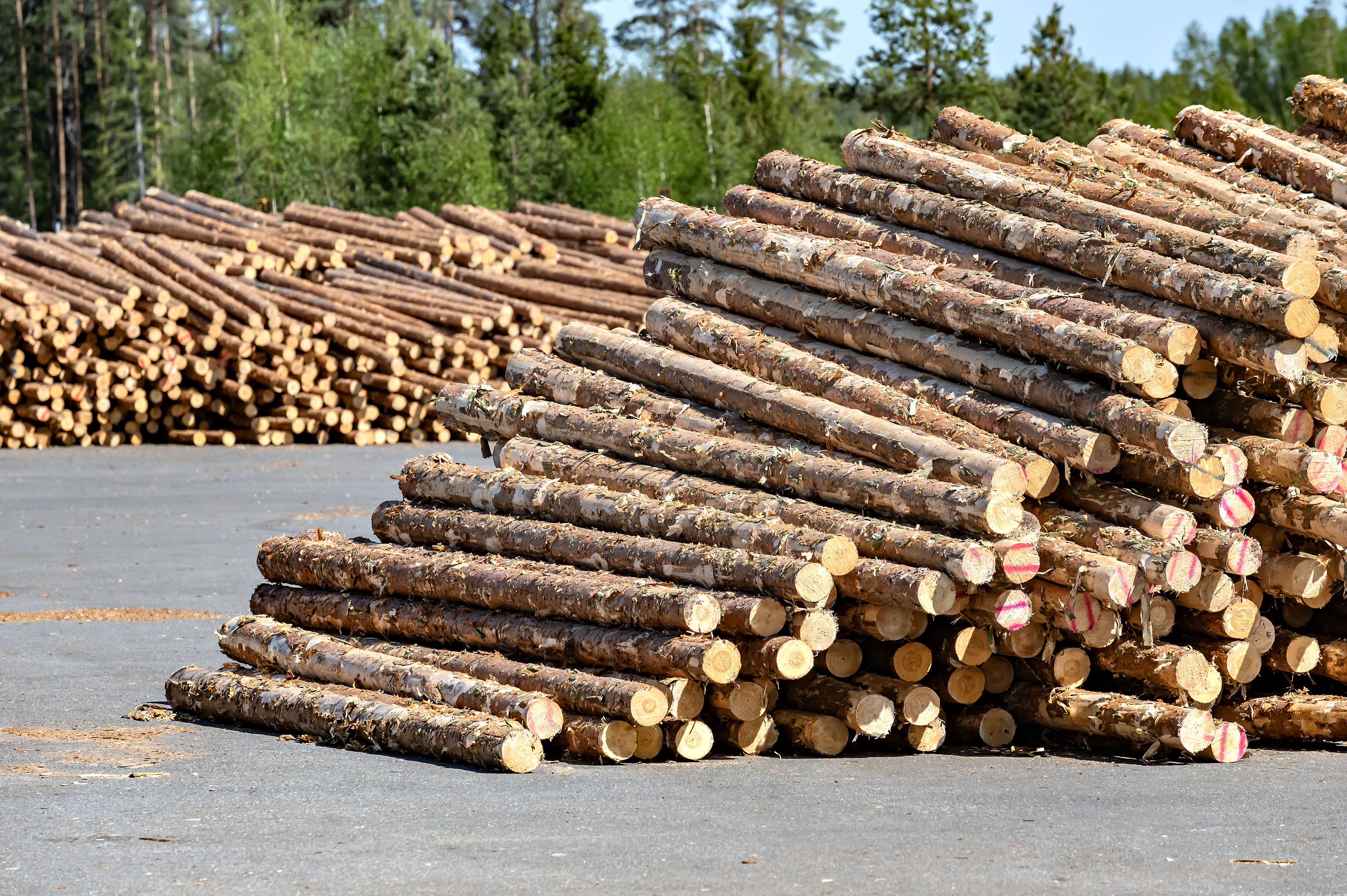 Puukauppa kävi toukokuussa vilkkaana. Edellisen vuoden toukokuuhun verrattuna havutukkien kantohinnat olivat 5 prosenttia ja koivutukin 14 prosenttia korkeammalla kuin vuosi sitten.