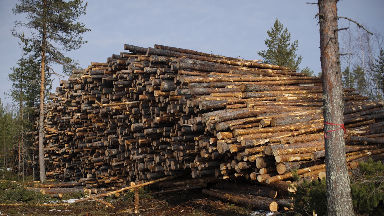 Metsänomistajat ovat tällä hetkellä haluttomia myymään puuta.