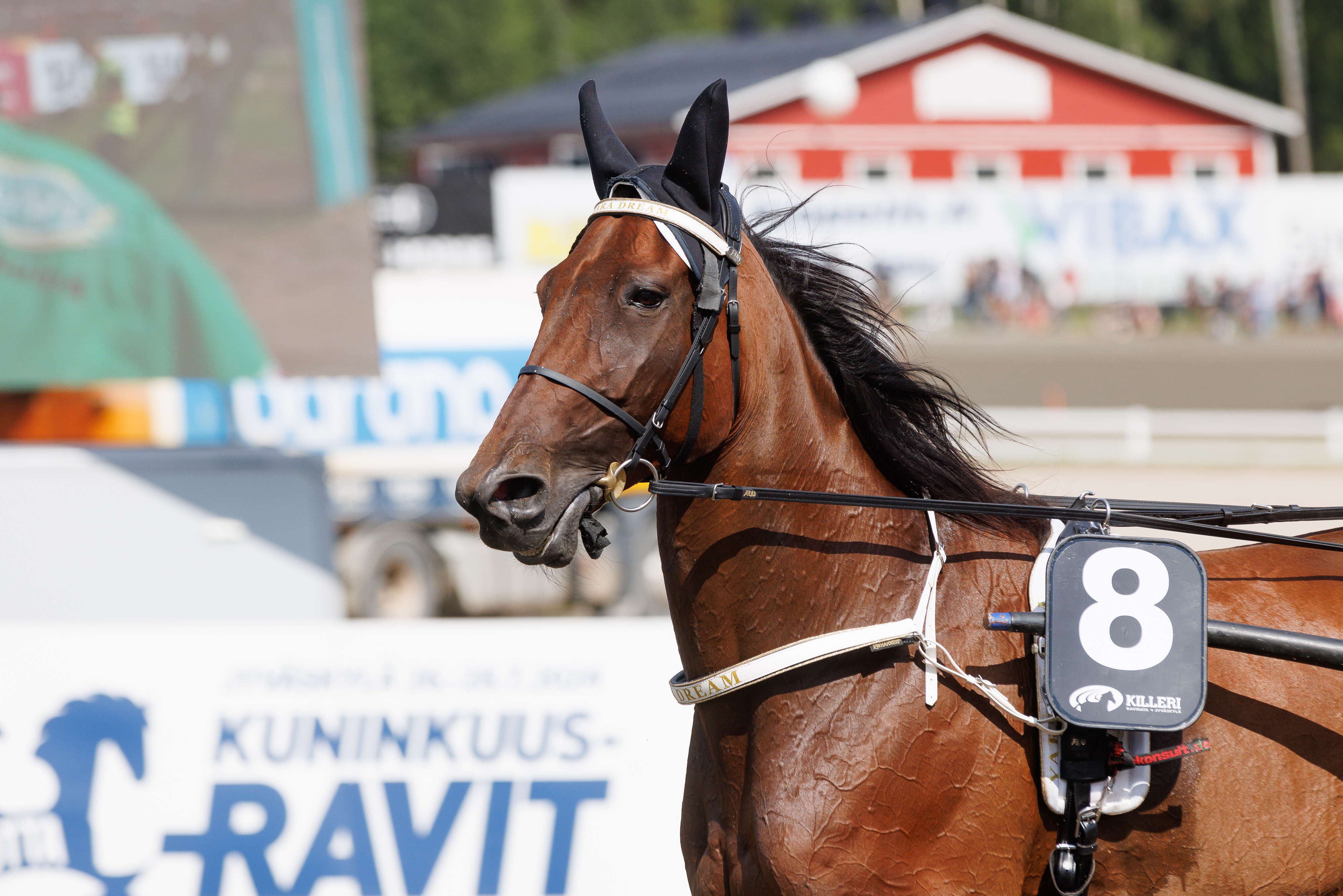 Yara Dreamista on riittänyt puhetta viime aikoina.