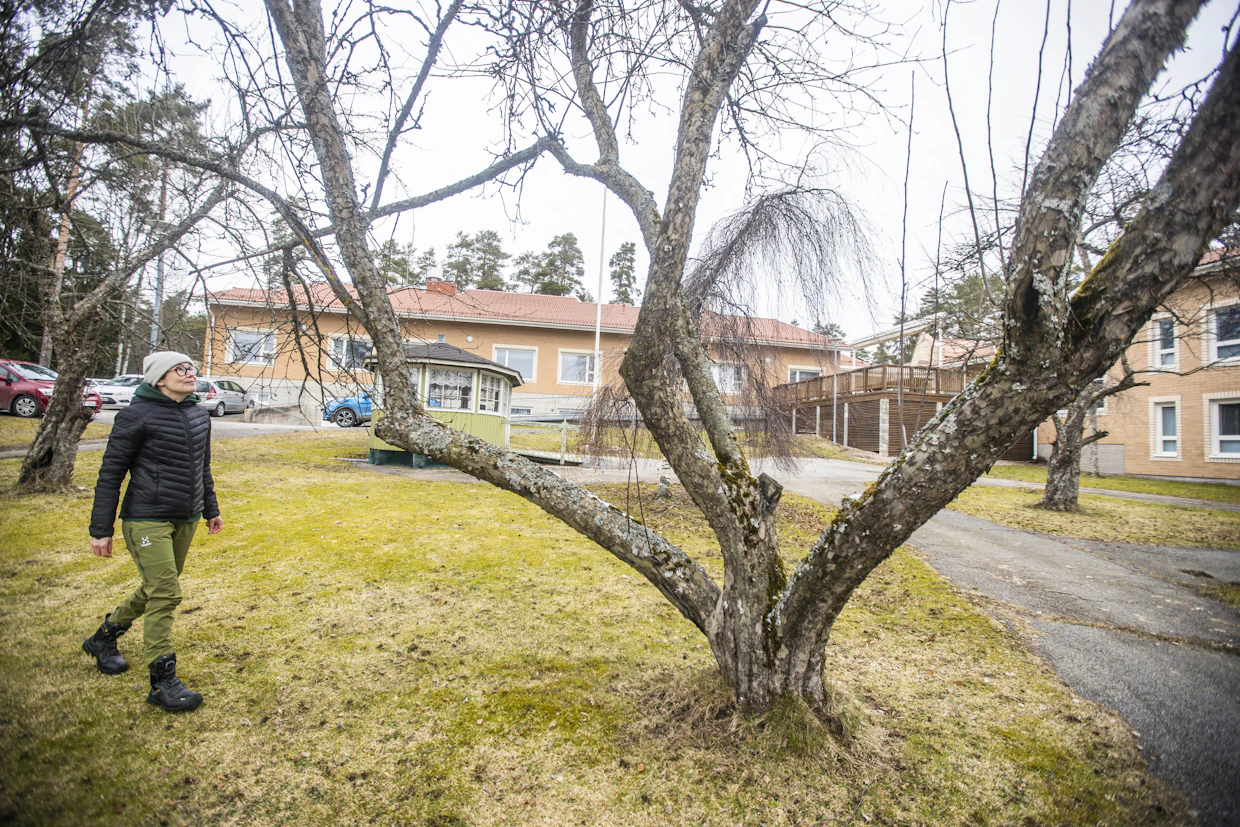 Koski Tl:n palvelukeskuksen pihalla kasvaa kauniita vanhoja omenapuita.