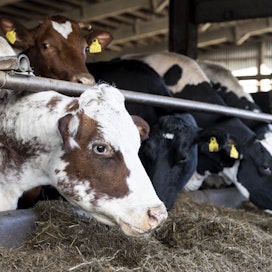 Kotimaista luomutuotantoa koettelevat nyt hankala markkinatilanne sekä taloushaasteet. Moni maitotila harkitsee luomusta luopumista. 