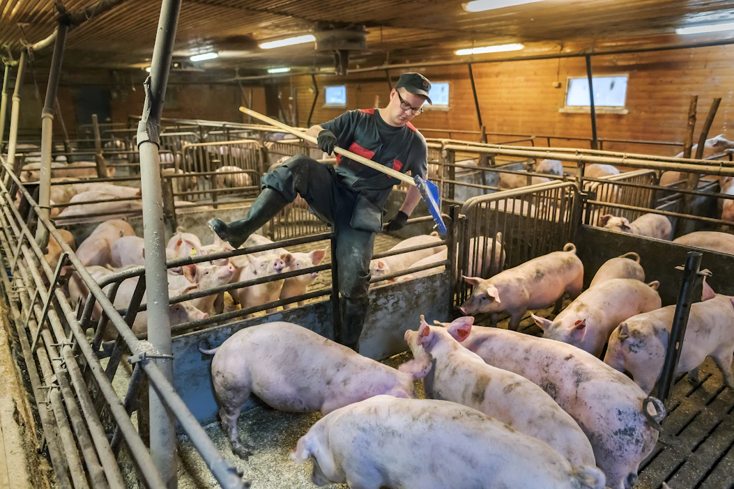 Risto Lahti aloitti Atria-leiriin kuuluvien Itikan ja Lihakunnan osuuskuntien toimitusjohtajana elokuussa 2019. Risto Lahti kuvattuna kotitilansa sikalassa.