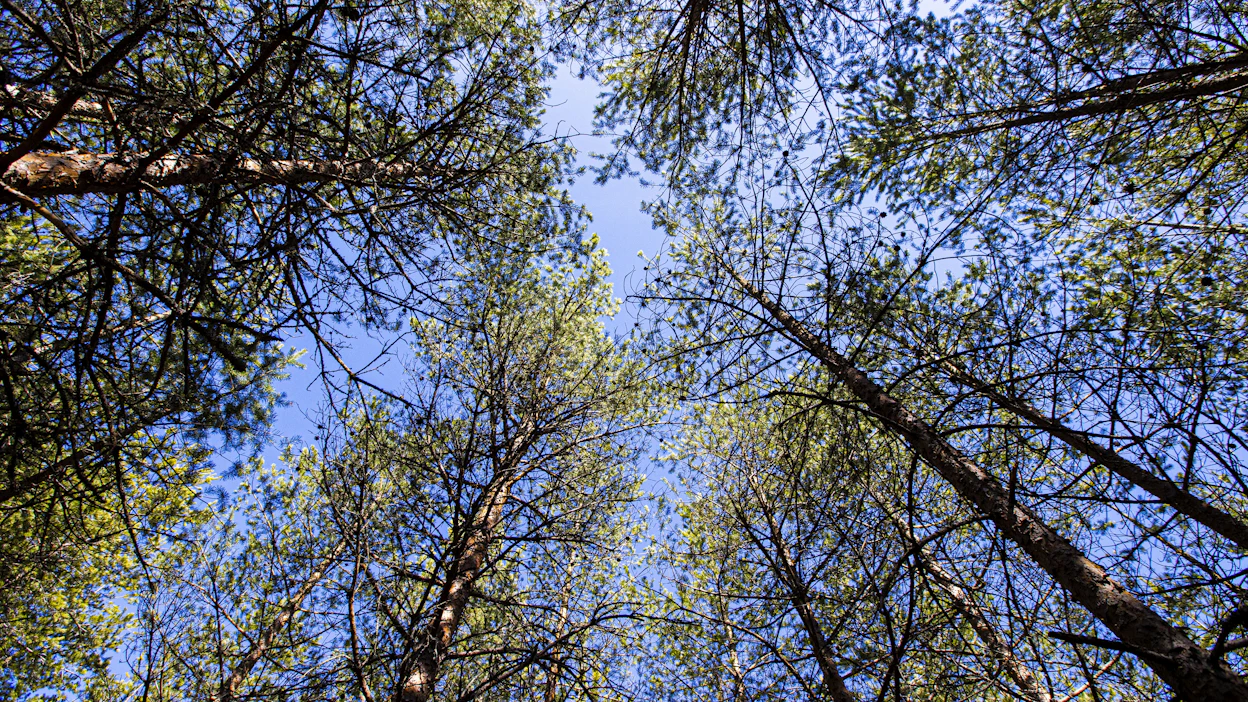 Metsillä olisi kuitenkin tarjolla nieluja parempi väline ilmastopolitiikalle, nimittäin hiilivarasto ja sen muutokset, Mäntyranta kirjoittaa.
