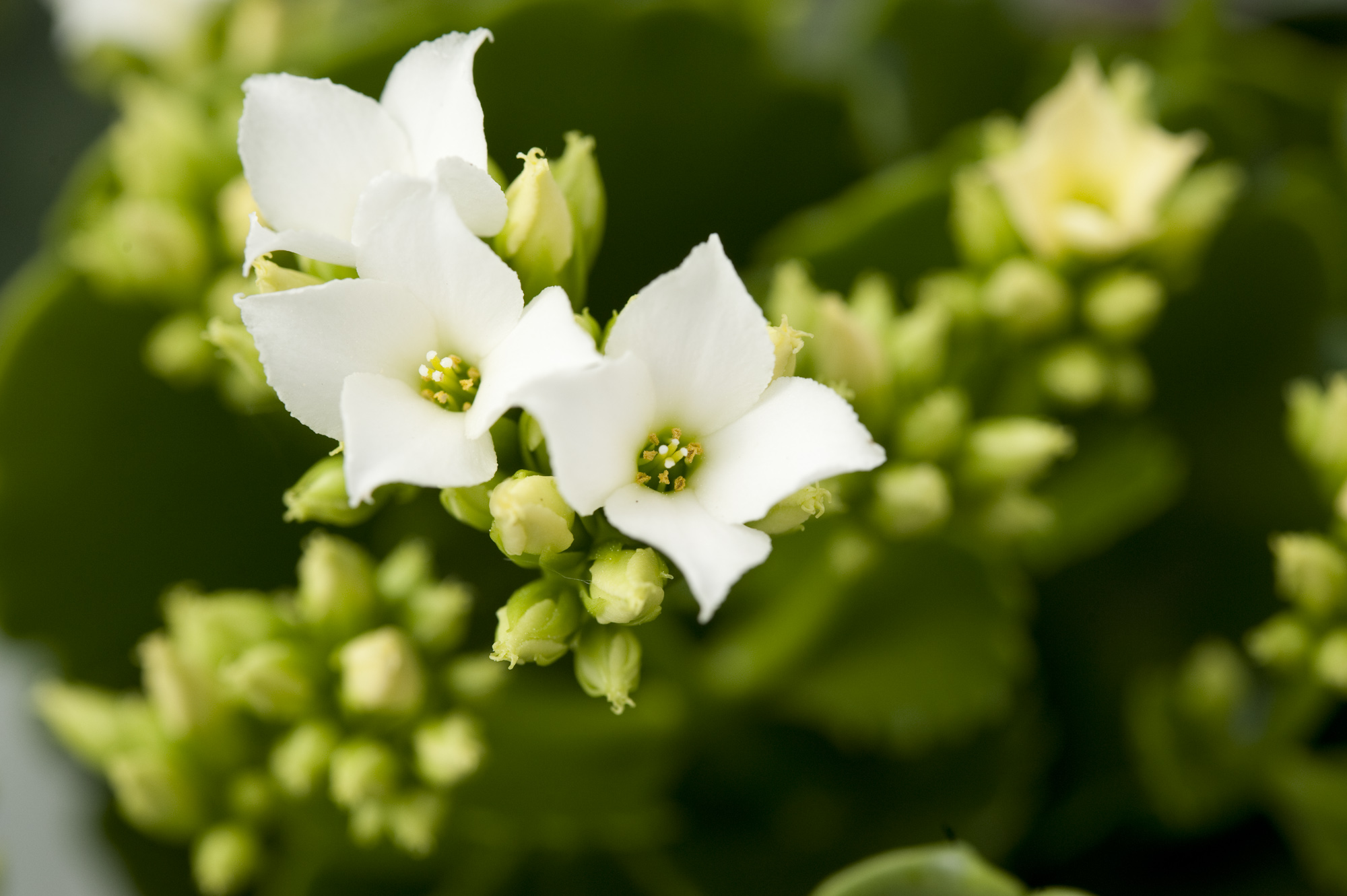 Tulilatvoja on monenvärisiä. Jouluun sopii herkkä valkoinen tai pirteä punainen. 