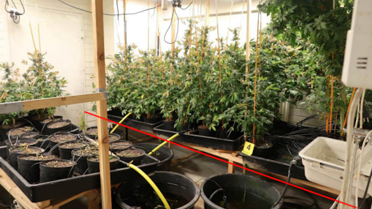 Poliisin arvion mukaan kasveista olisi voitu tuottaa jopa kymmeniä kiloja kannabista.