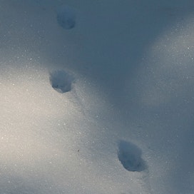 Aamuaurinko valaisi ketun puhtaalle lumelle jättämän jälkijonon.