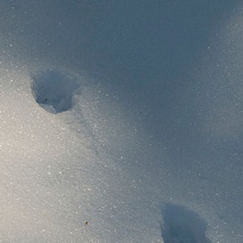Talviseurannassa havainnoidaan talven etenemistä tarkkailemalla lumen ja jään muutoksia sekä talvella esiintyviä eläinlajeja.
