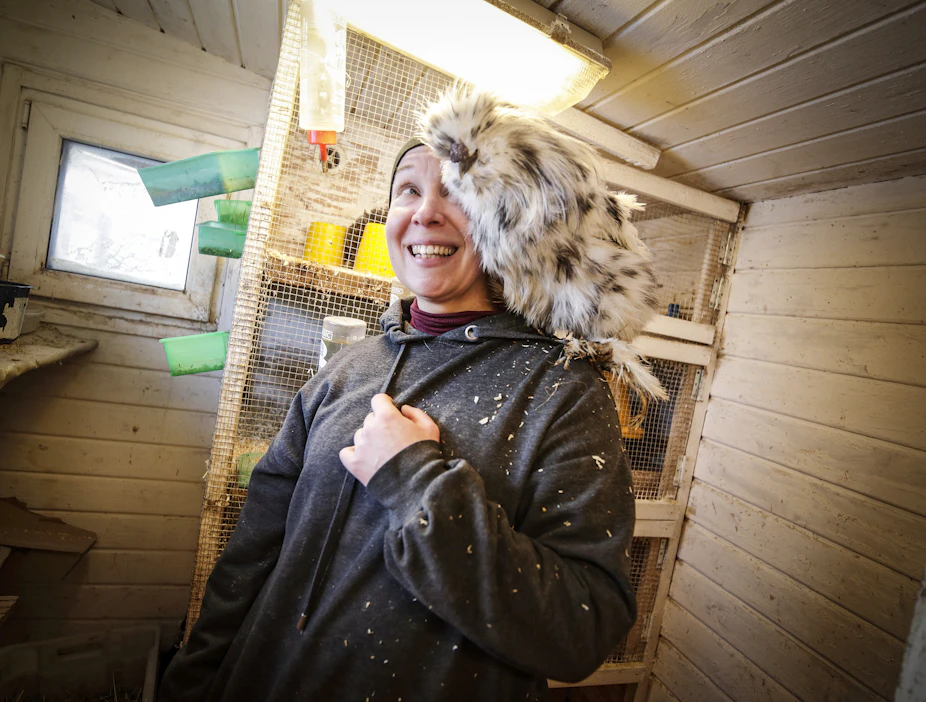 Marianne Hautsalon Siltajoen Sirkuksen yksi asukki on silkkikanarotuinen kukko, Pöykkiö Pölönen nimeltään.