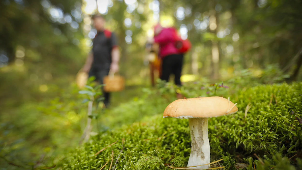 Sienisesonki on parhaimmillaan. Kuvituskuva