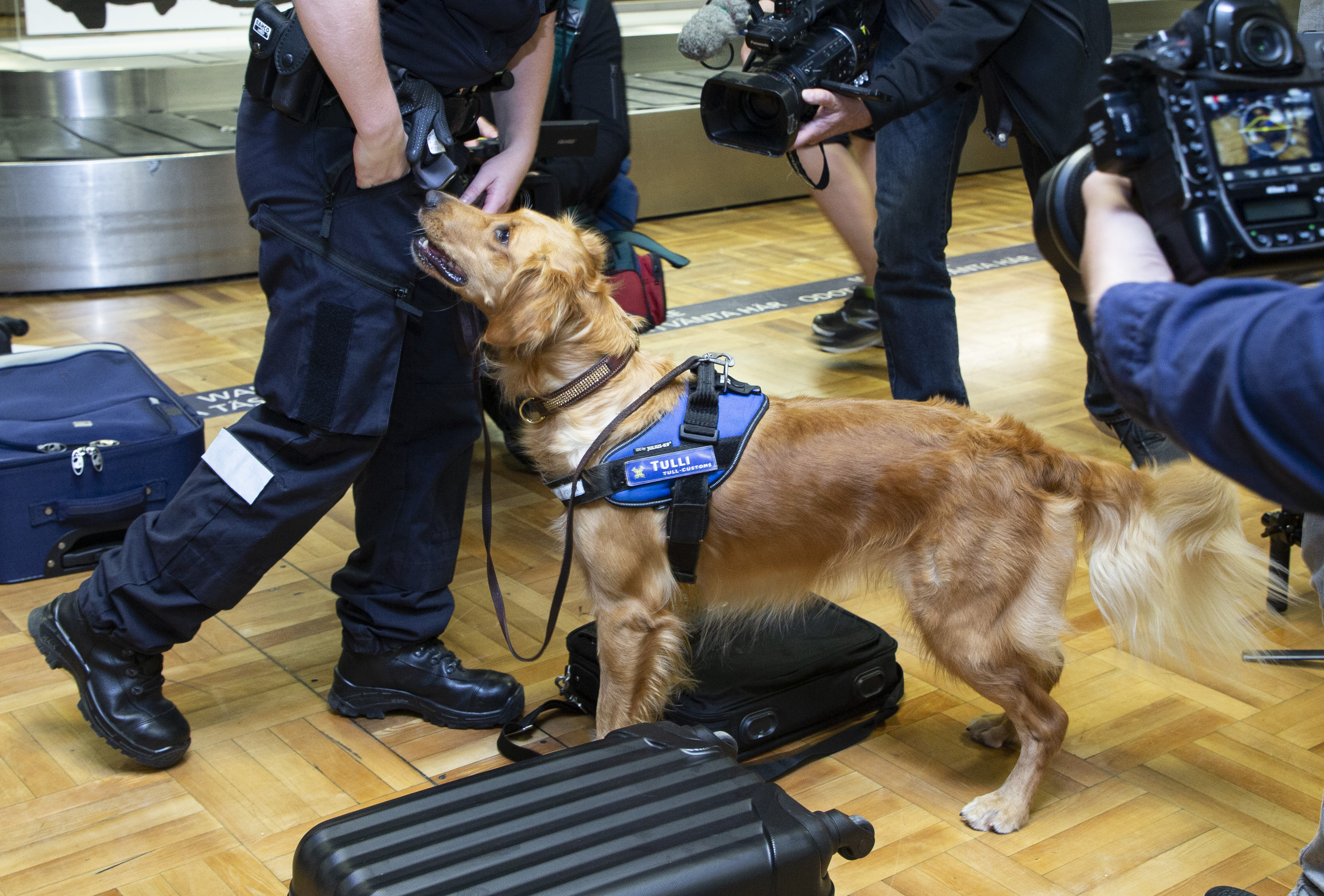 Ruokakoira Aino saa palkinnon hyvin tehdystä työstä. Arkistokuva.