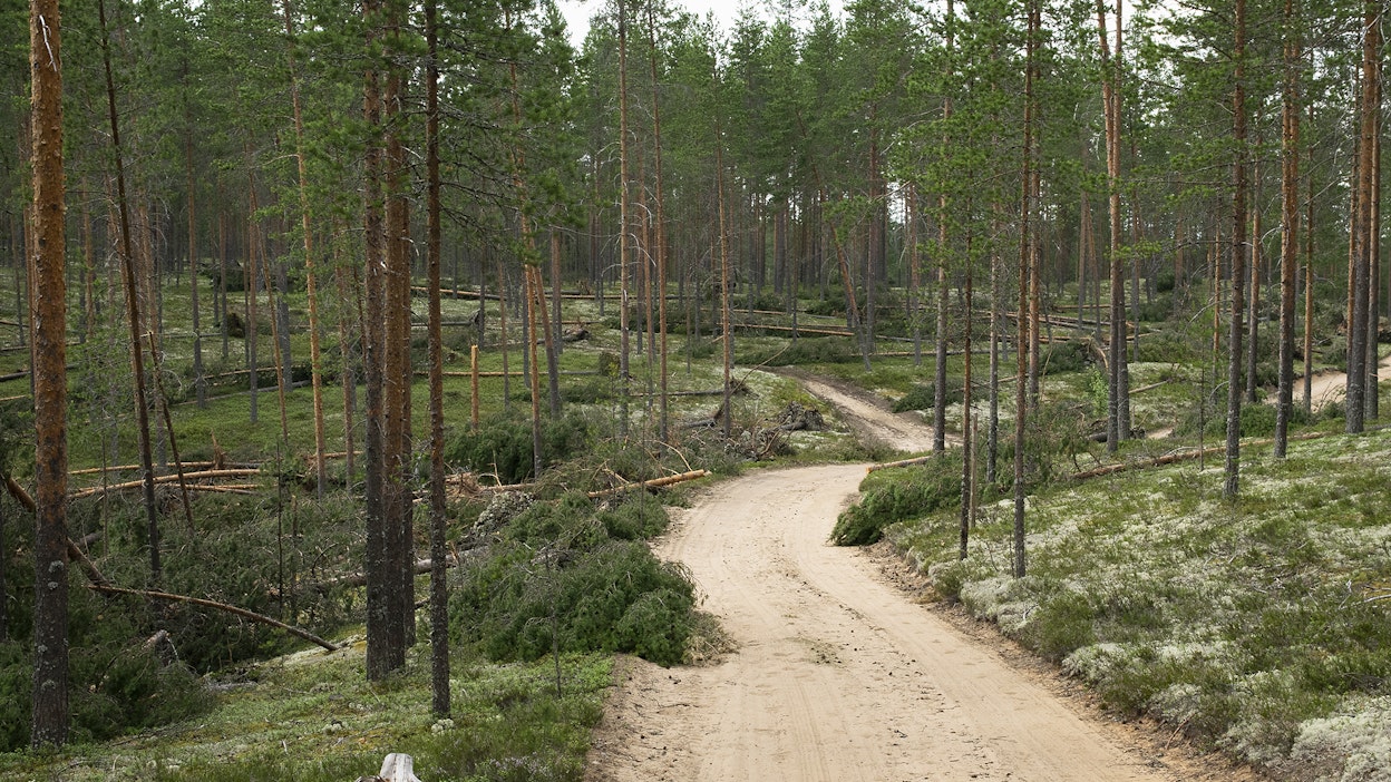 Myrsky kaatoi puita Rokualla vuosi sitten heinäkuussa. Kuvituskuva.