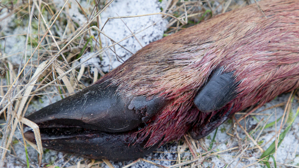 Ilmoita hirvieläinonnettomuudesta aina hätäkeskukseen, näin säästät hirvieläintä mahdollisesti pitkältäkin kärsimykseltä.