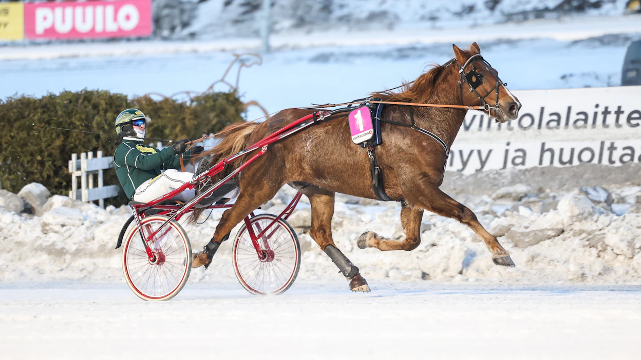 Tuuskanen on suorittanut talvikauden mainiosti. Lauantaina ruuna starttaa kovanaamoja vastaan samalta takamatkalta.