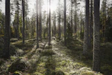”Puuston määrä Suomen metsissä kasvaa edelleen. Sadan viime vuoden aikana kasvua on saatu aikaan hyvällä metsänhoidolla”, kirjoittaa Tuomas Niinistö.