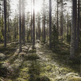 ”Aktiivinen metsätalous on käytännössä ainoa keino, jolla voimme parantaa Suomen metsien kykyä sopeutua aikamme suurimpaan uhkaan, ilmastonmuutokseen”, Kortejärvi kirjoittaa.