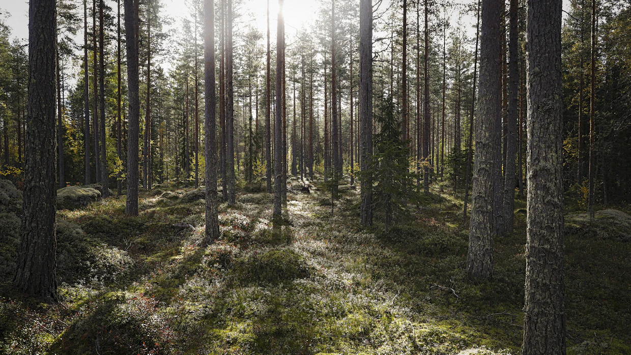 Viime vuosina metsämaan hinta on ollut reippaassa nousussa. Kovinta nousutahti oli viime vuonna Uudellamaalla.