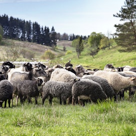 Laiduntamispalveluiden merkitys lampurin tulonlähteenä on viime vuosina kasvanut. Lampaita laiduntamassa Aurajokilaaksossa  toukokuussa 2019.