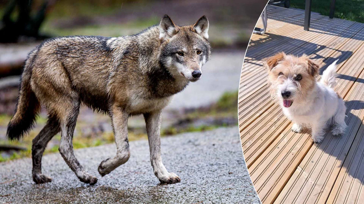 Pablo-koira kävi paikkauttamassa suden aiheuttamat vammat eläinlääkärissä.