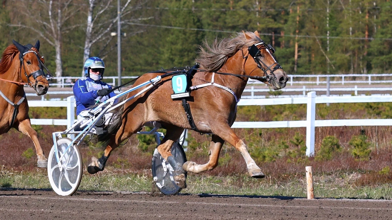 Jarmo Saarela on ohjastanut Passin Liinua (Apassi) kahdesti. Tuloksena on voitto ja sunnuntaina Kokemäellä tullut kakkossija.