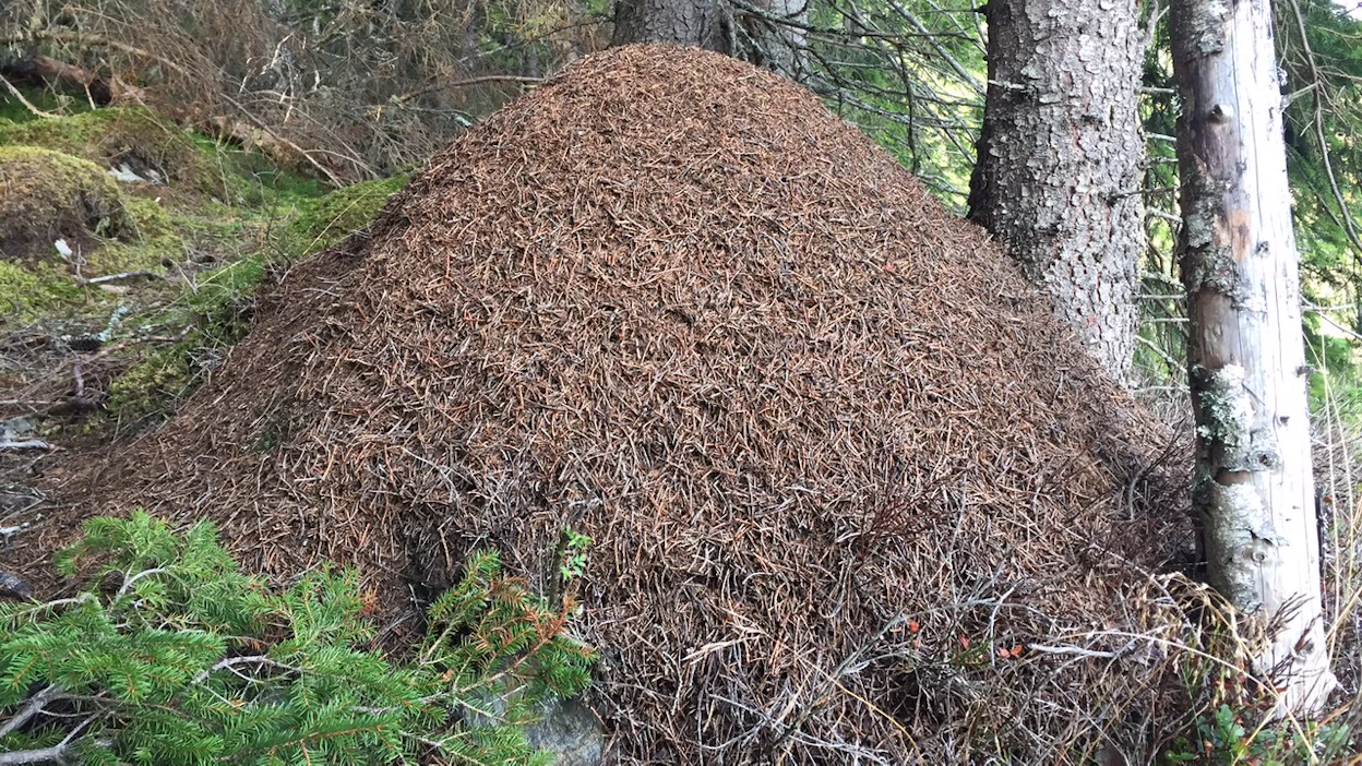Tupsukekomuurahaisten pesät voivat muodostaa superkolonioita, joissa muurahaisten polut yhdistävät jopa kymmeniä pesäkekoja toisiinsa.