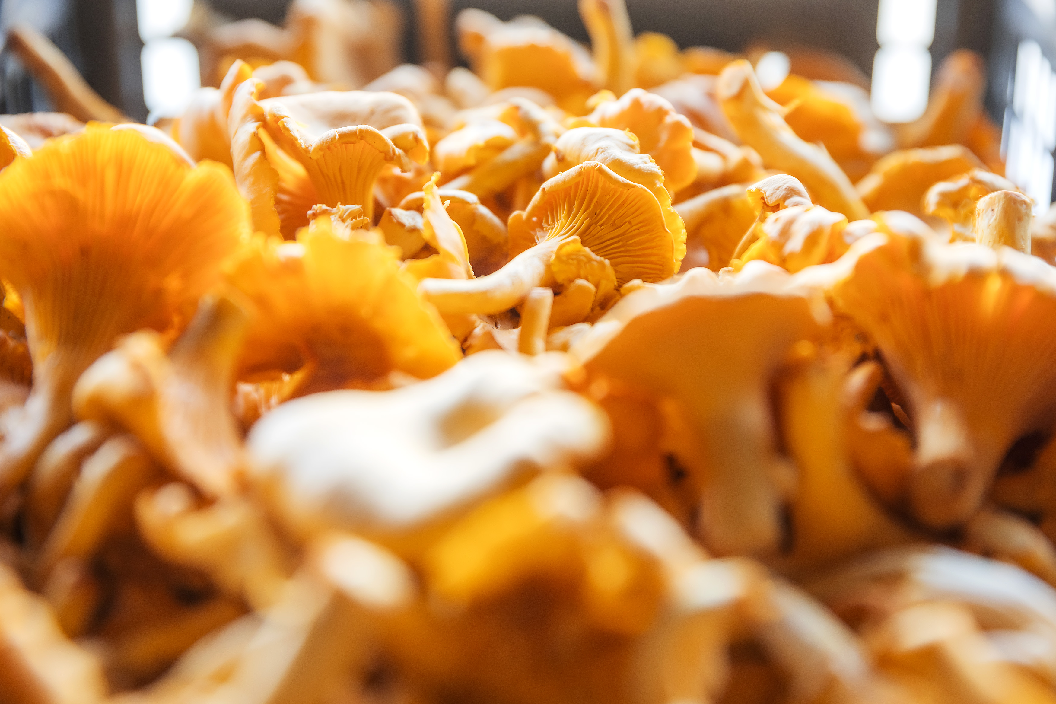 Kun löytää loppulenkistä liikaa kantarelleja, ei auta muu kuin hakea auto ja kerätä sienet pois.