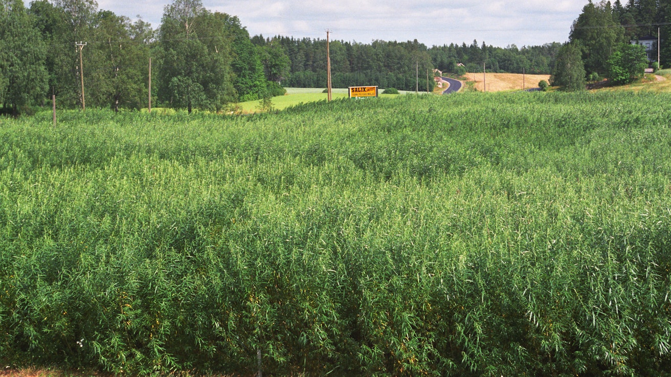 Energiapajua. Kuvituskuva.