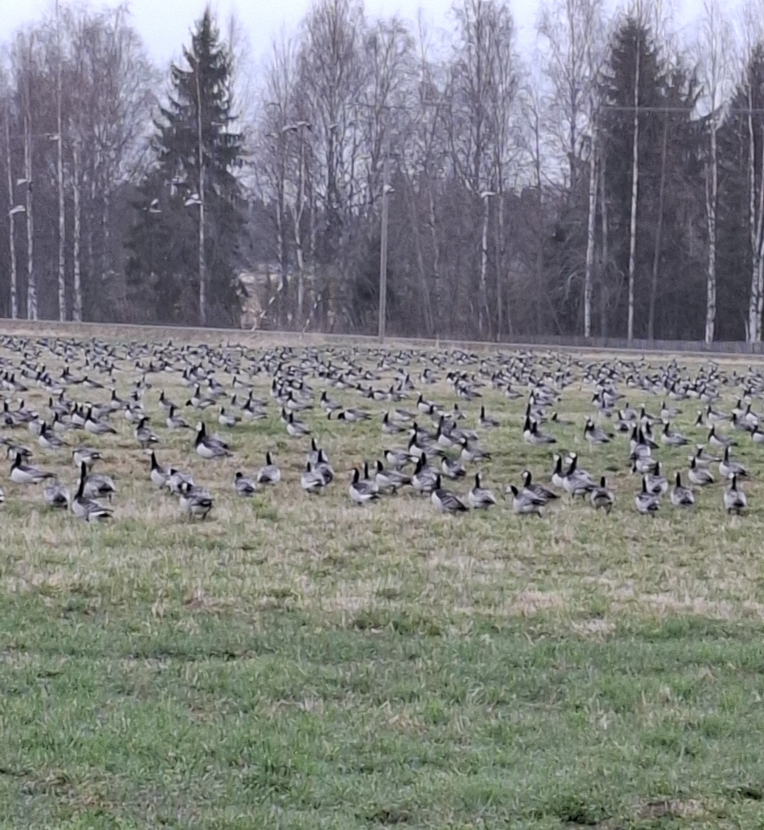 Linnut aiheuttavat miljoonavahingot maataloudelle erityisesti Pohjois-Karjalassa ja Pohjois-Savossa.