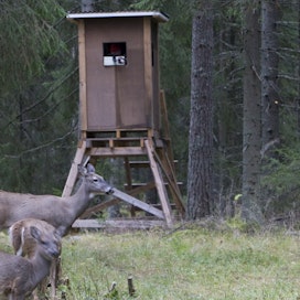 Tihentymäalueilla peurojen metsästys käy työstä, jotta vähennystavoitteet saavutetaan.