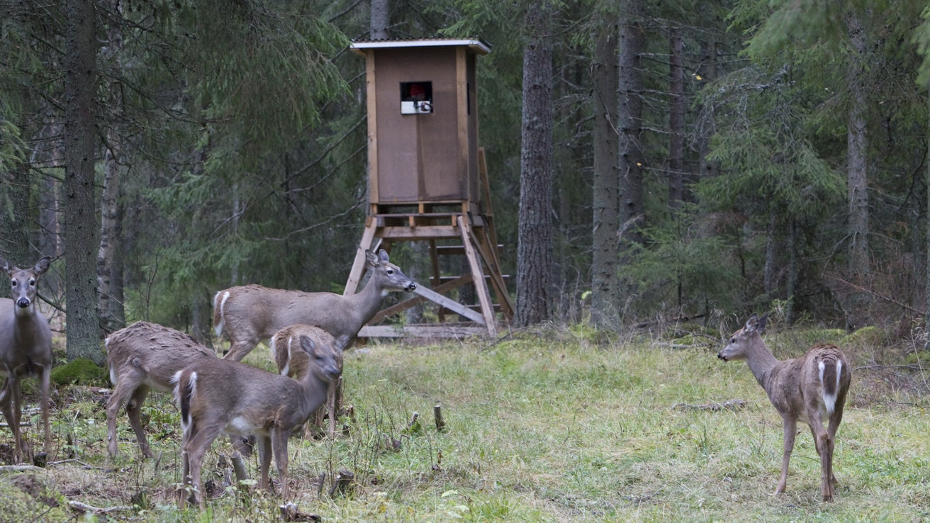 Tihentymäalueilla peurojen metsästys käy työstä, jotta vähennystavoitteet saavutetaan.