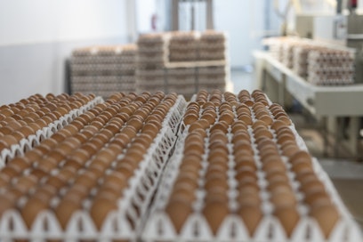 Luomumunia Kuorttisen kanalan pakkaamolla. Arkistokuva. 