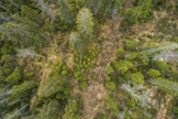 Jatkuvan kasvatuksen metsä. Kuvituskuva.