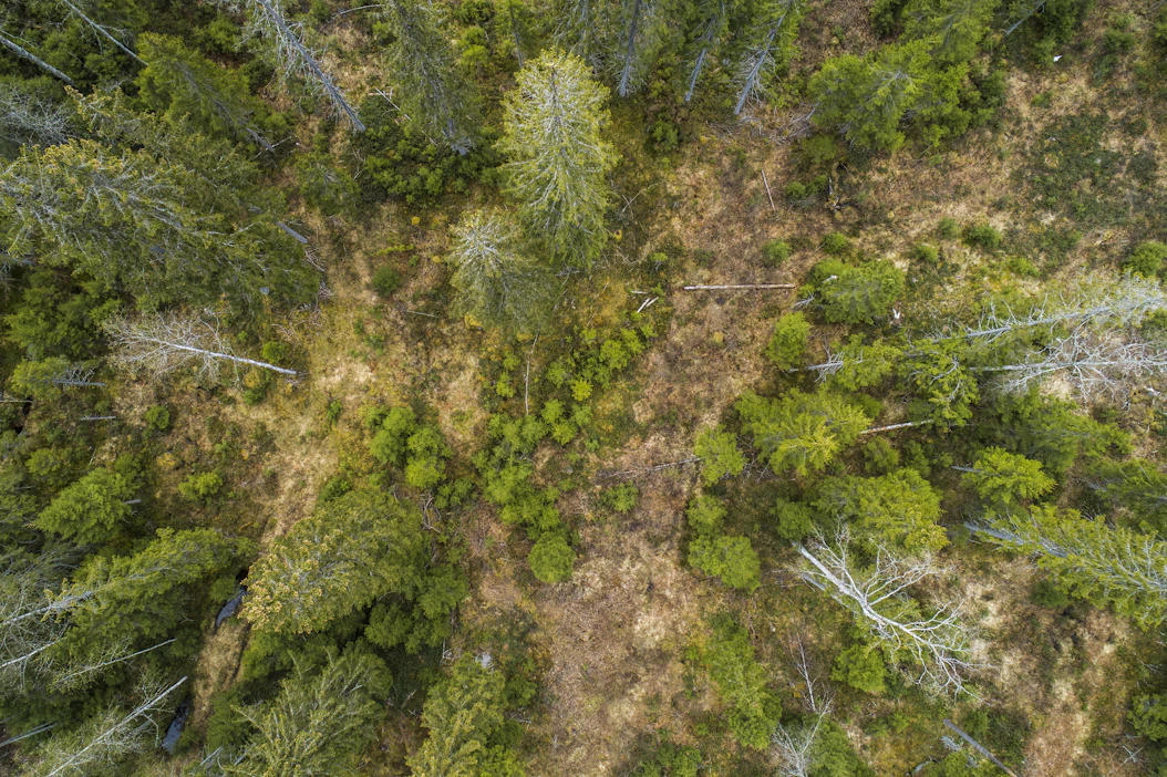Metsän pysyvään peitteisyyteen perustuva jatkuva kasvatus on luonnon monimuotoisuuden kannalta parempi ja usein taloudellisesti kilpailukykyinen tapa hoitaa metsiä.