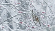Pyy viihtyi pihlajassa puolisen tuntia täyttäen kupunsa jäisillä marjoilla.