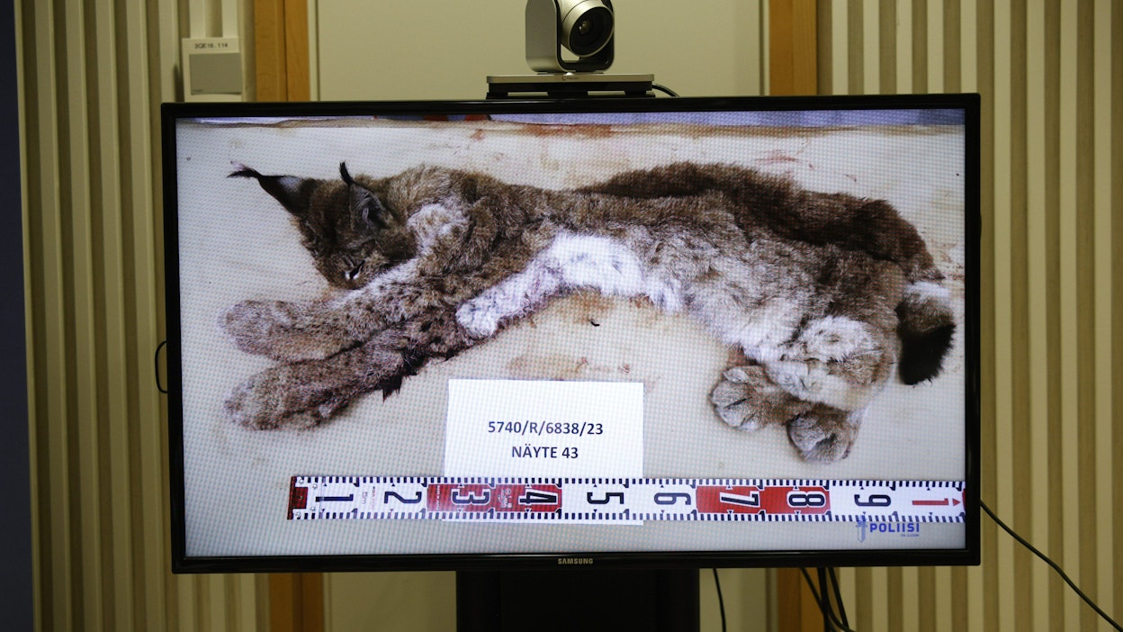 Salametsästäjien kätköistä löytyi muun muassa ilves. LEHTIKUVA / Matias Honkamaa.