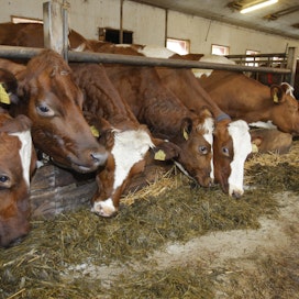 Osa karjatiloista joutuu syöttämään karjalle jo nyt säilörehua, koska laitumilla ei ole eläimille syötävää. Kuvituskuva. 