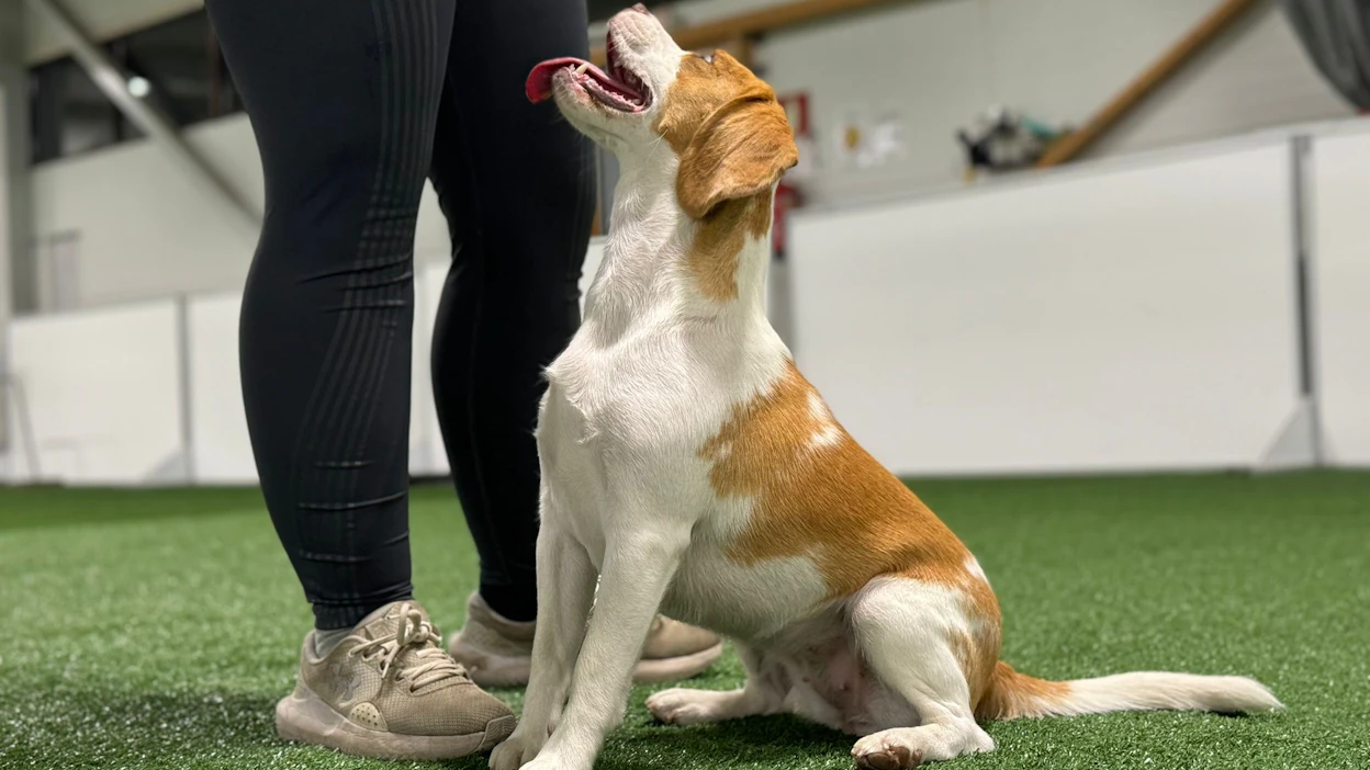 Vuoden ikäinen beagle Una on harrastanut agilityä kaksi kuukautta omistajansa Henriikka Meriläisen kanssa Keski-Pohjanmaan Kiltareenalla Kokkolassa.