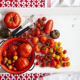 Tomaatit ja paprikat jälkikypsytetään laakealla alustalla sisätiloissa.