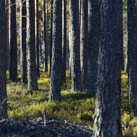 ”Yksityishenkilöiden vapailla markkinoilla tekemien metsätilakauppojen määrä lienee 2 000–3 000 kappaleen välillä vuosittain”, arvioi Petri Kortejärvi.