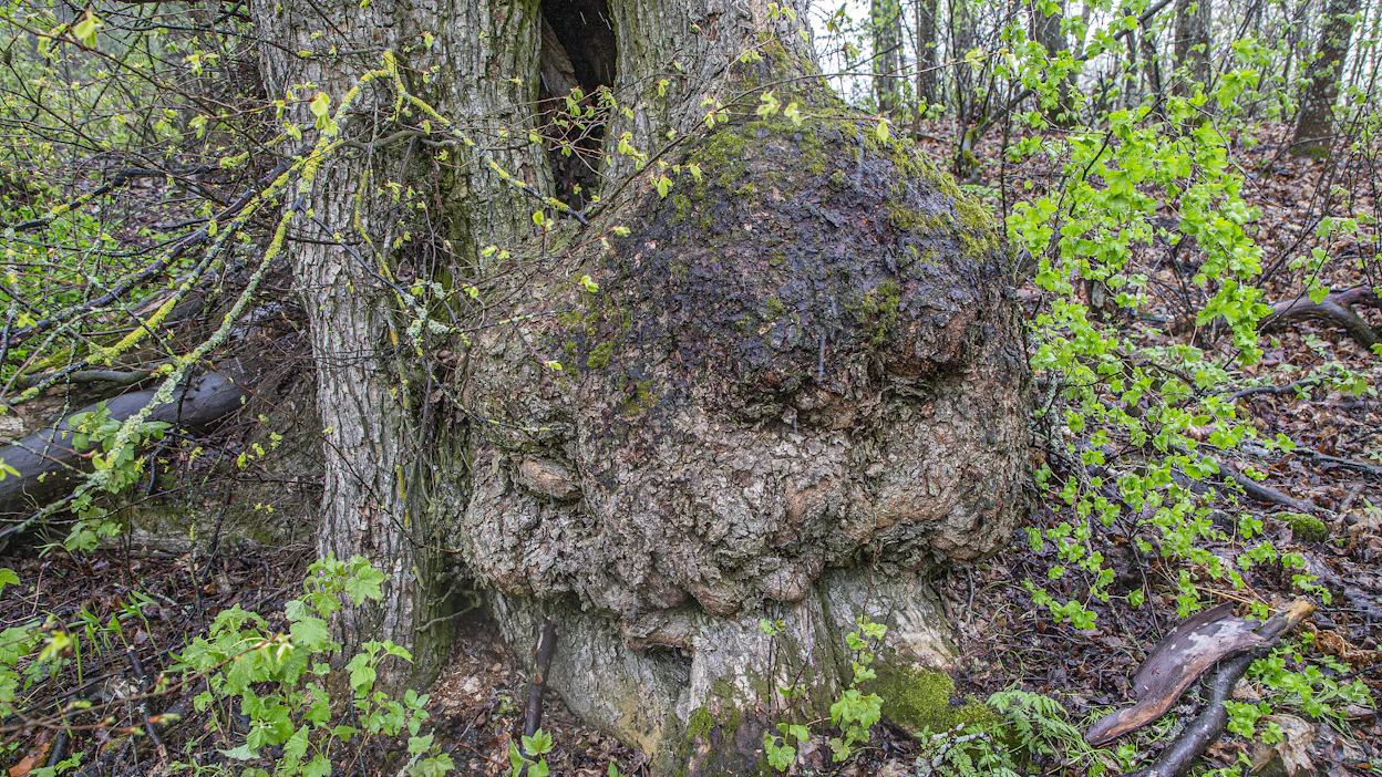 Sääksmäen Ritvalassa vanhan maatilan metsässä kasvaa suojeltua kynäjalavaa. Kuvituskuva.