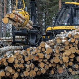 Metsäyhtiöt ovat lisänneet koivukuitupuun hankintaa sekä kotimaasta että lähialueilta.
