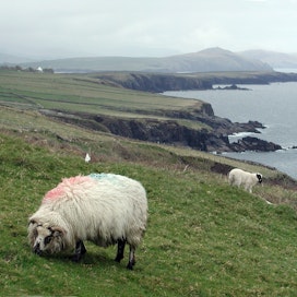 Irlannissa on runsaasti rantalaitumia. Kuvan lampaat eivät liity tapaukseen.