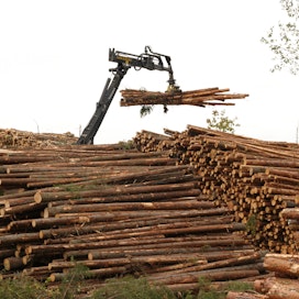 Puukauppamäärät ovat tänä vuonna olleet merkittävästi suurempia kuin viime vuonna.