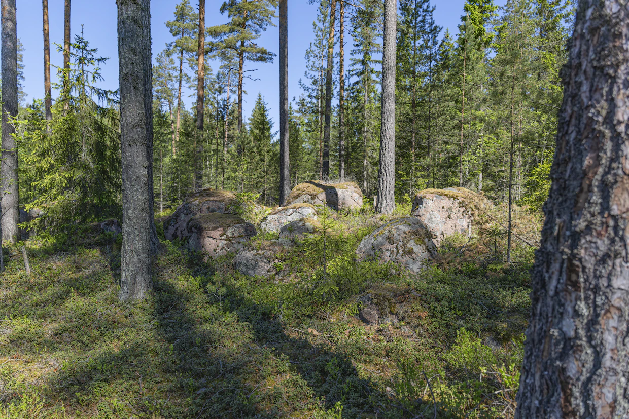 Marjat uhkaavat jäädä tänä kesänä metsään.