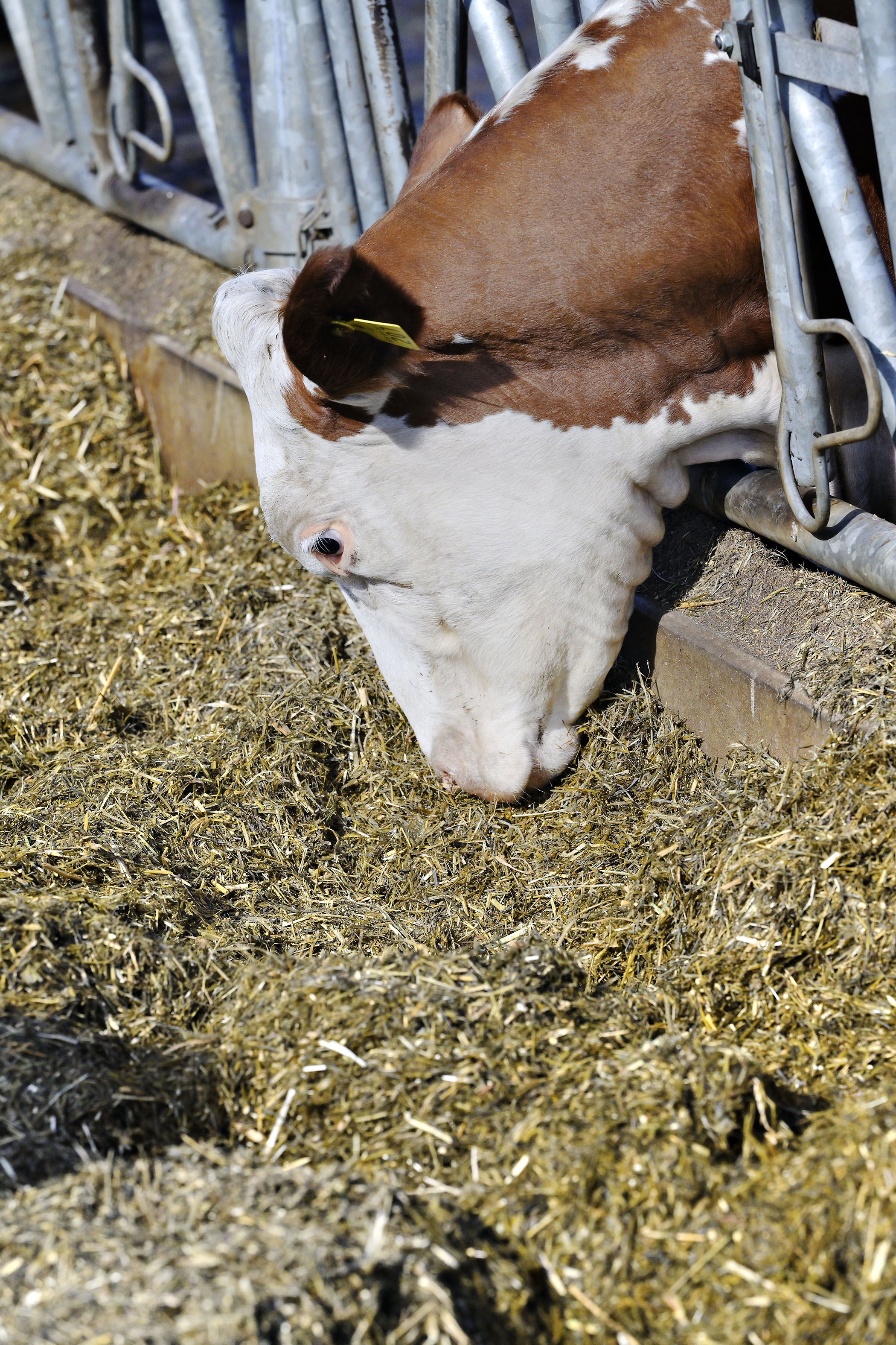Märehtijöiden metaanipäästöjä pidetään ruuantuotannossa isona ongelmana. Ratkaisuksi kehitetään rehulisäaineita. Kuvituskuva. 
