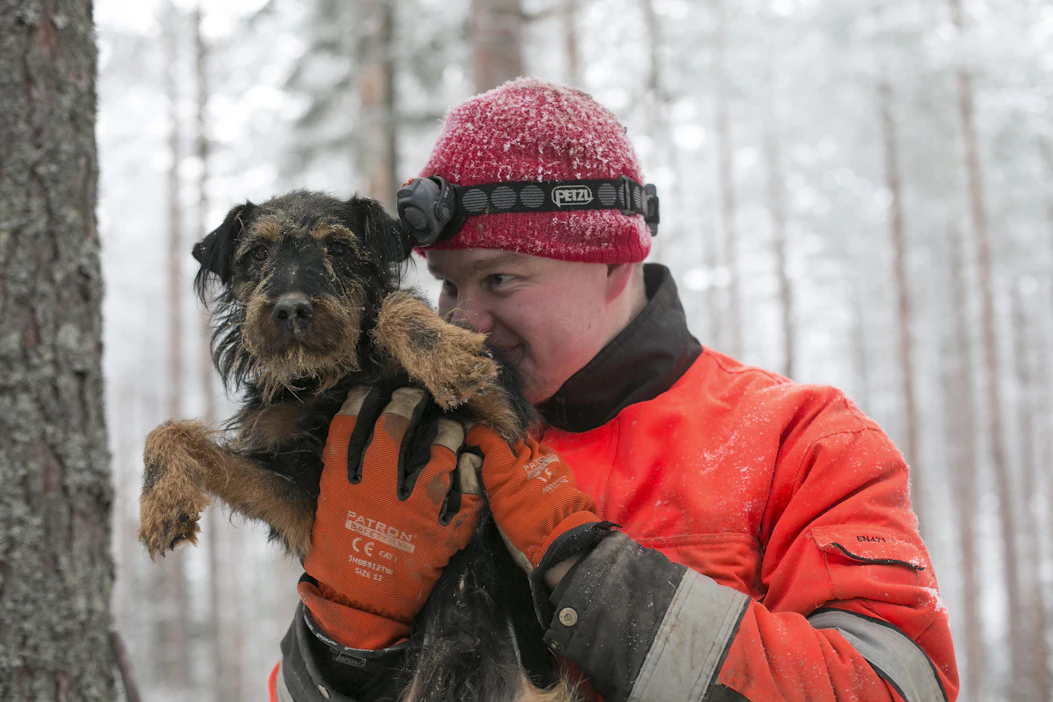 Kuvituskuva. Kuvassa oleva saksanmetsästysterrieri ei ole luolasta pelastettu koira.