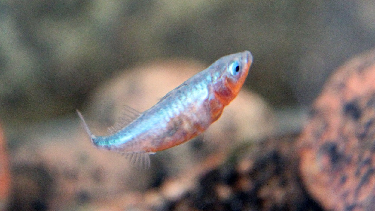 Kolmipiikkiuroksen kutuasu on huomiota herättävän kaunis.