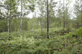 Tornator on jatkanut metsien aktiivista ostoa.