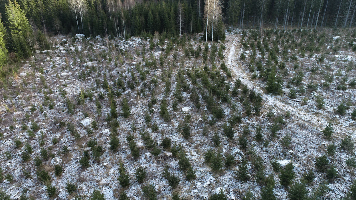 Taimikonhoitoon ja nuoren metsän kunnostukseen varatut tukivarat loppuivat tänä vuonna kesken.