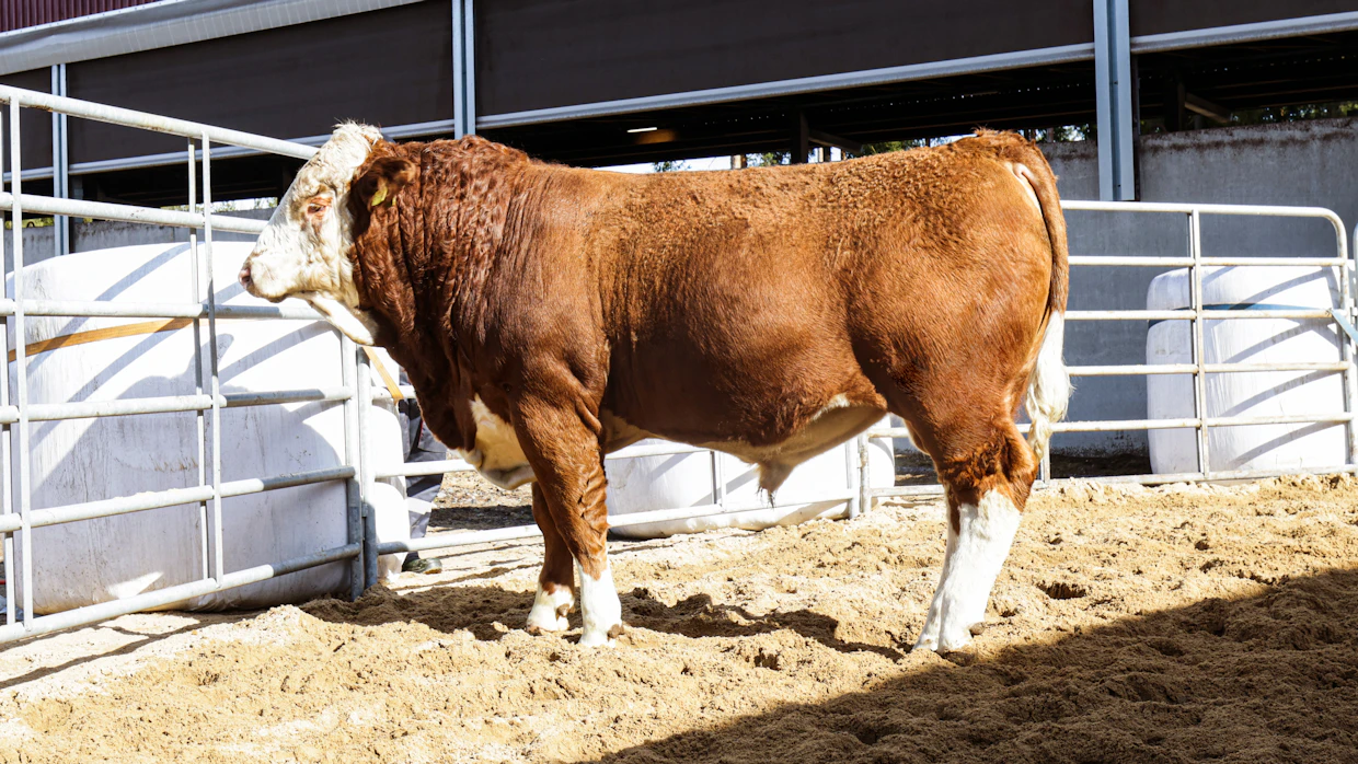Simmental Tapion Mister vaihtoi omistajaa 5 850 euron summalla. Sonni on syntynyt Ilmajoella Jaakko Tapion tilalla.